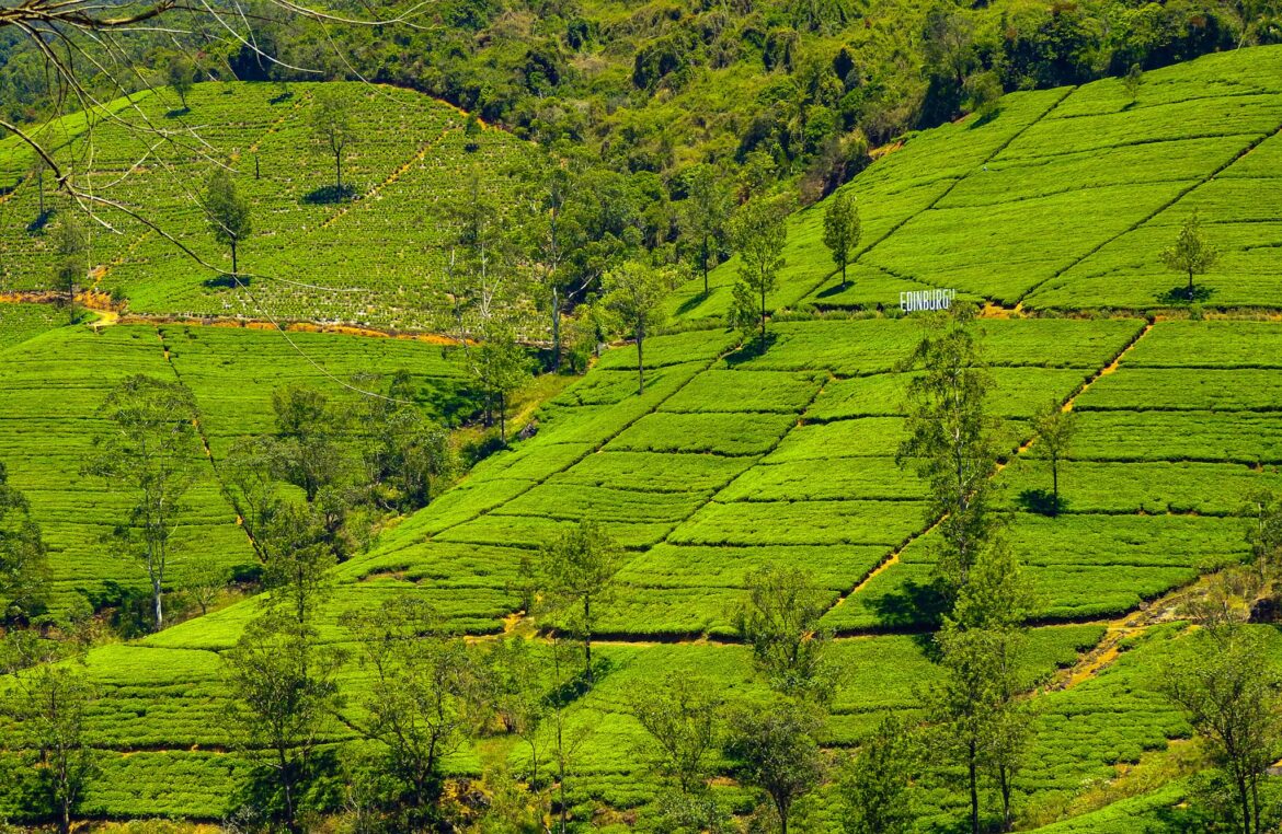 Visitare le piantagioni di tè a Nuwara Elya, Sri Lanka