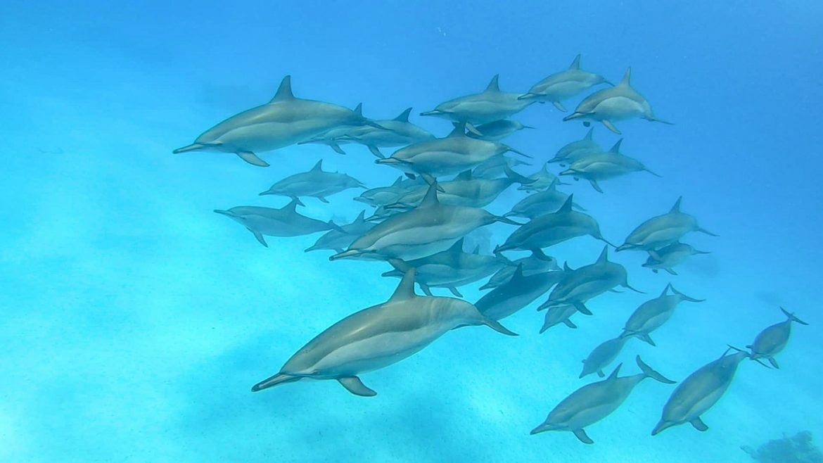 Dove vedere i delfini a Marsa Alam con bambini