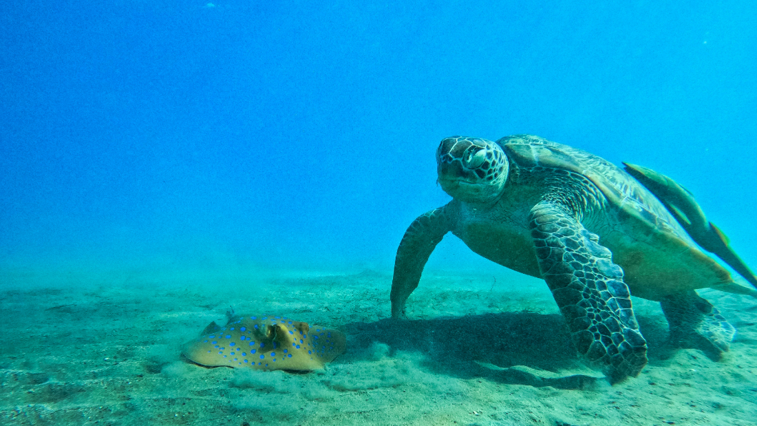 Marsa Alam con bambini, quali escursioni fare